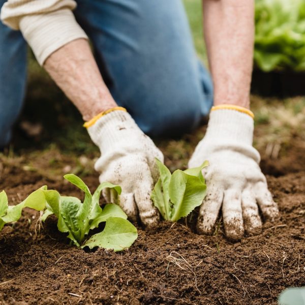 Agricultor recogiendo