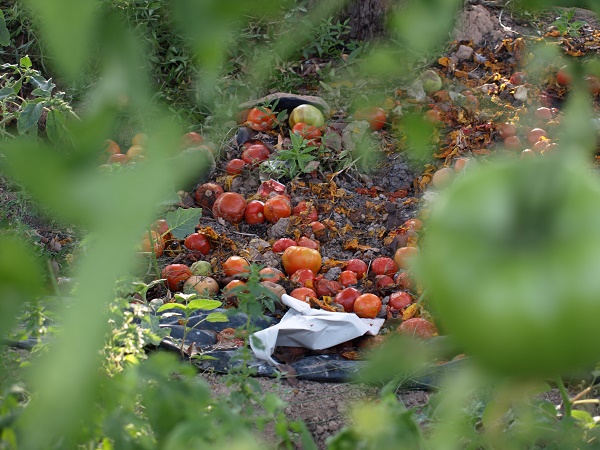 Tomates desperdiciados