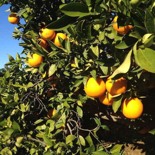 Naranjas