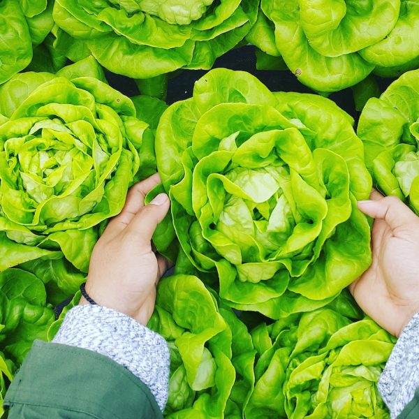 Mano cogiendo lechuga